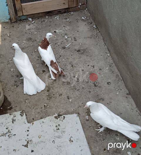 Enli quyruğ hündür ayaq badam ləleylər 3ü 50 manat ünvan Biləcəri — Bakı
