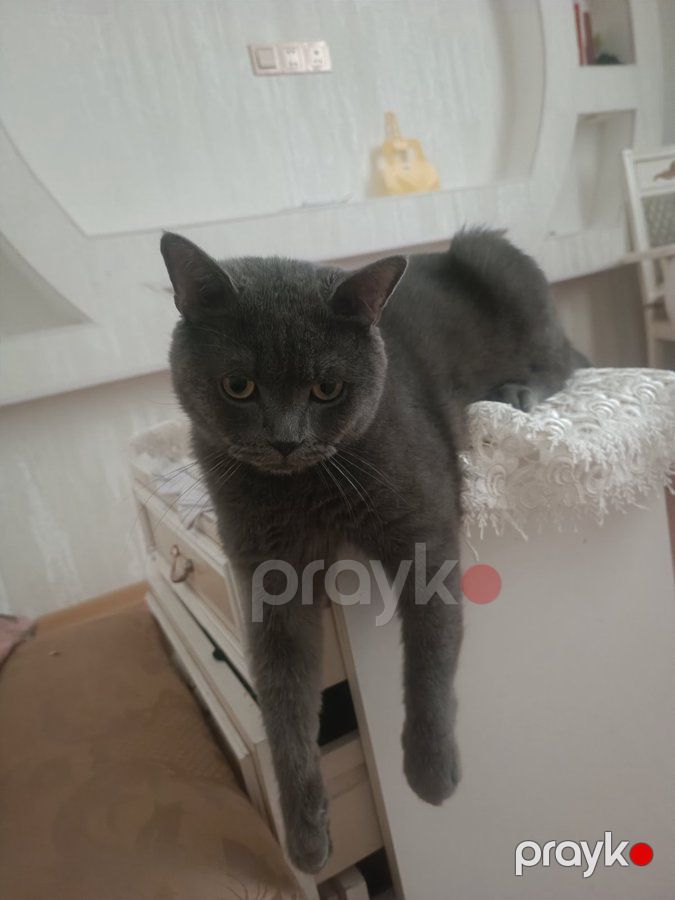 Britan, 1, Erkək, peyvəndli — Pişiklər (5)