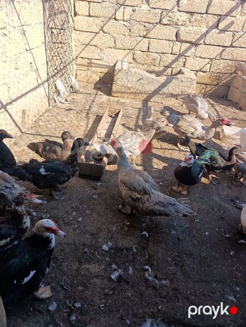 Muscovy ördəkləri (indo-örtək) – müxtəlif rənglərdə sürü - Növ — Güzdək