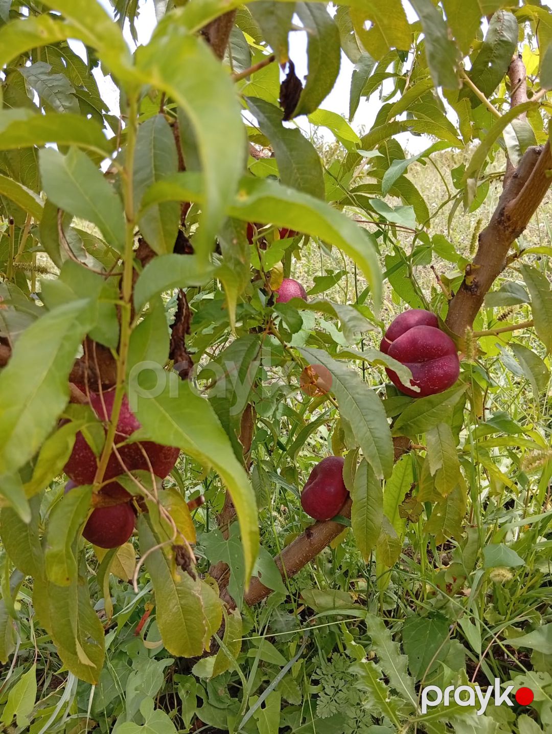 Quba rayonunda 2 hektar 13 sot bag satılır — Torpaq, Quba (12)