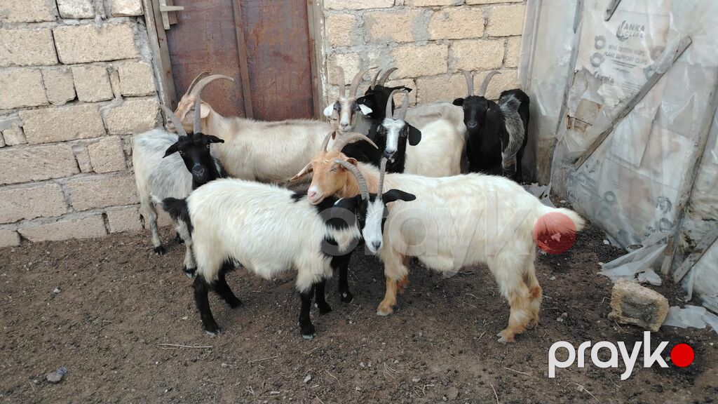 Məhsul: Yerli keçi sürüsü Təsvir:HAMSİ Cavan Heyvanlardır — Kənd təsərrüfatı heyvanları, Sumqayıt (3)