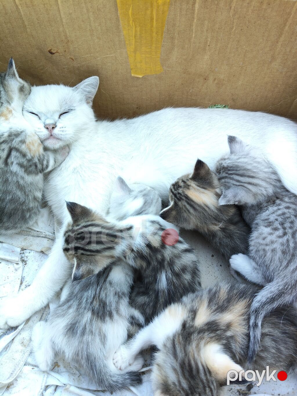 Şinşilla, Yaxşı əllərə, Ödənişli çatdırılma — Pişiklər, Mingəçevir (8)