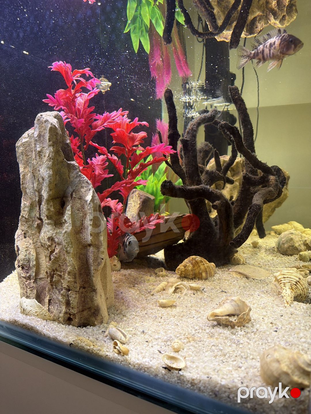 Akvarium — Akvariumlar və balıqlar, Bakı (2)