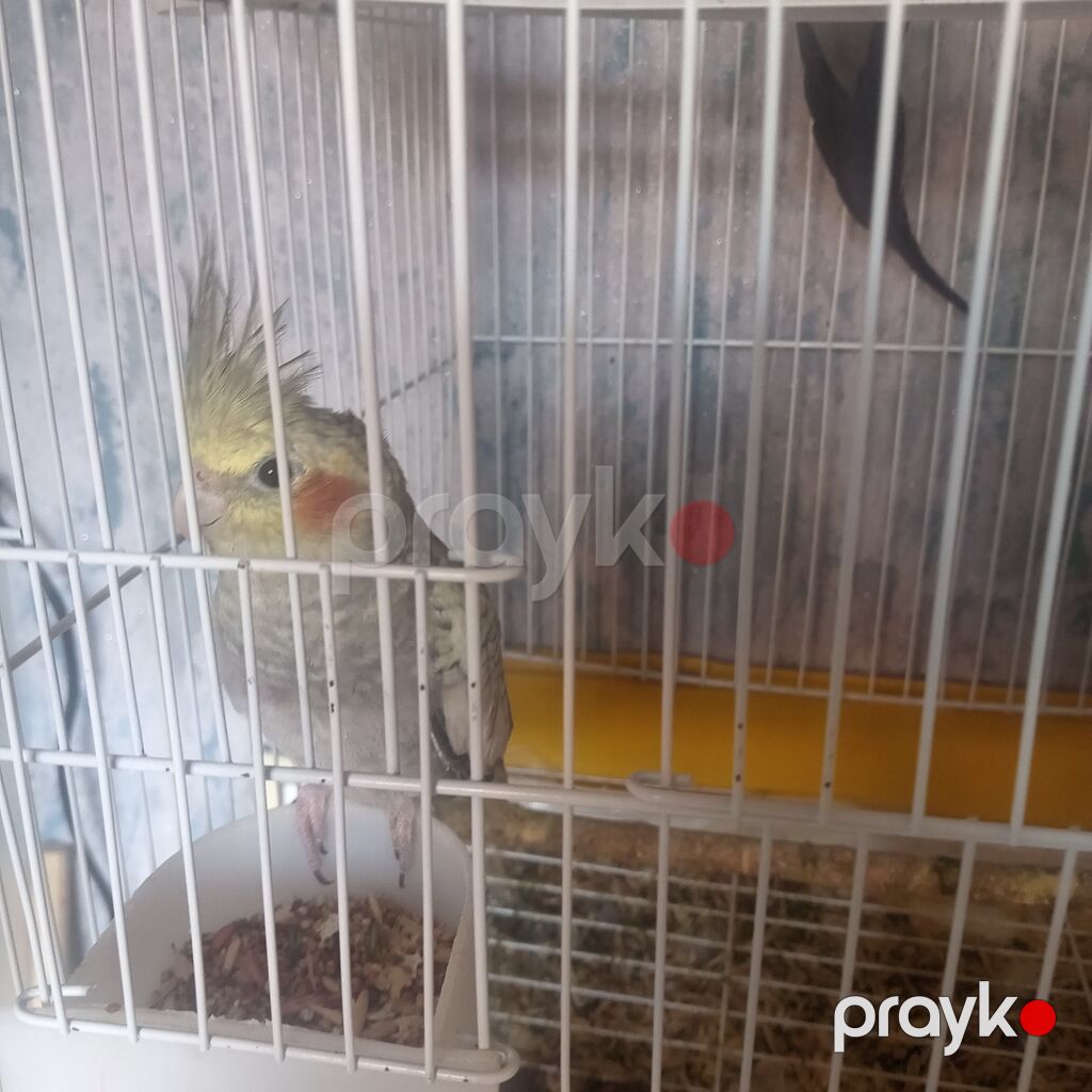 3ayliq Erkek karella qiymet sondu — Digərləri, Bakı (3)