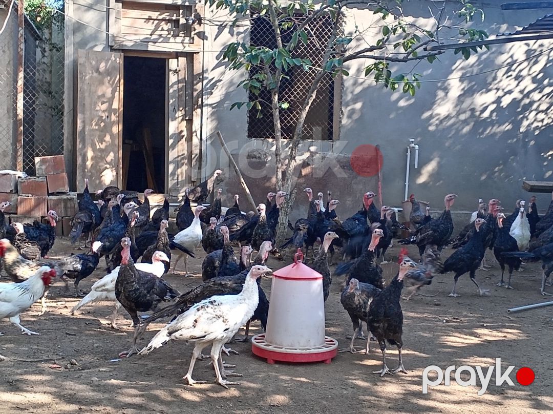 Hinduşkalar — Quşlar, Bakı (9)