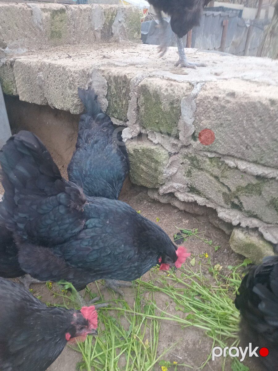 Mayalı avstralorp toyuğu yumurtası — Quşlar, Bakı (6)