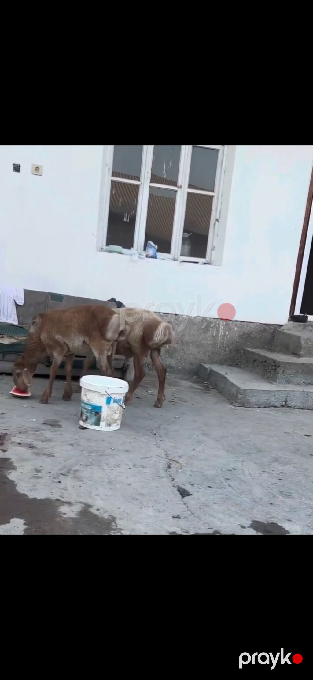 Qoyun – 3 baş, quyruqlu (yağlı quyruq) cins - Say: 3 baş gənc qoyun — Kənd təsərrüfatı heyvanları, Zaqatala (6)
