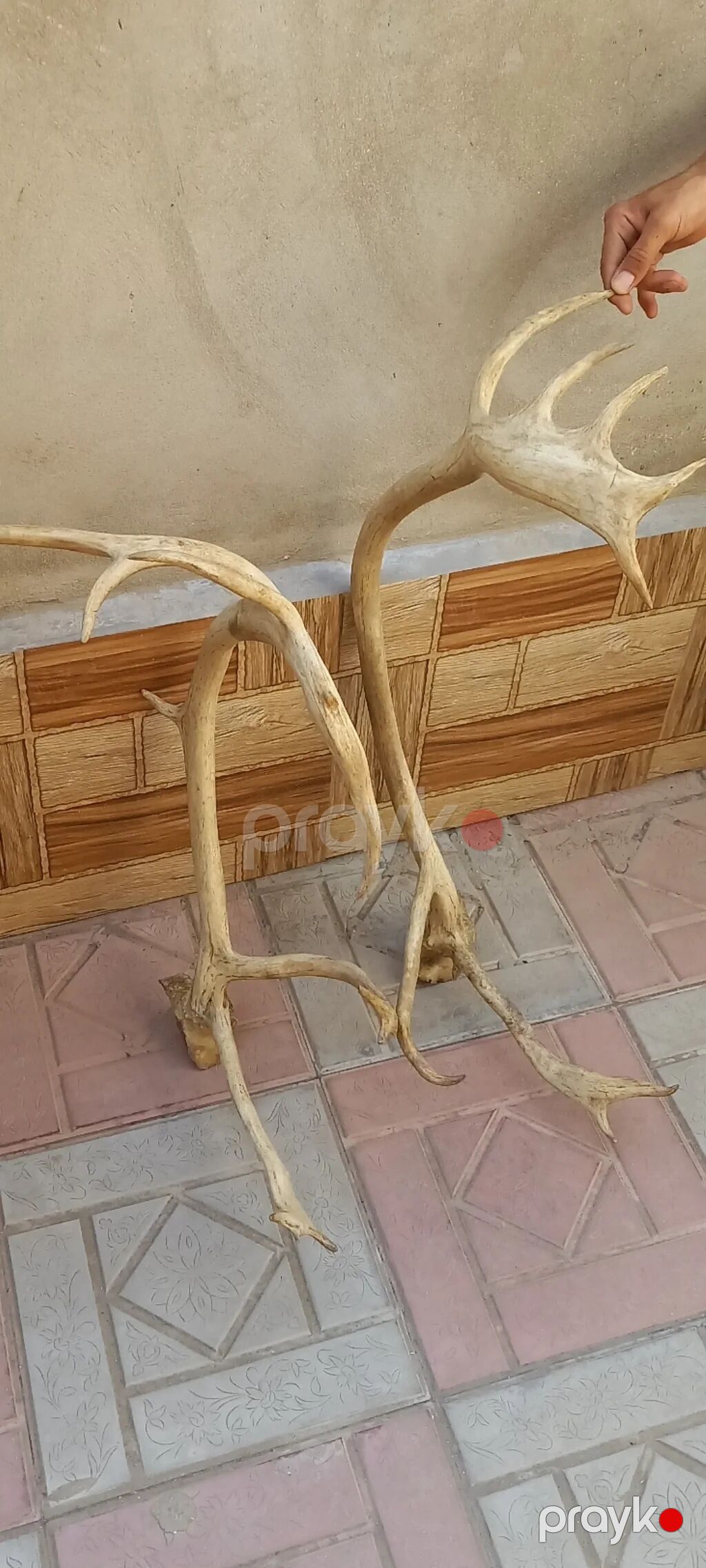 Məhsul: Təbii maral buynuzları (cüt) Təsvir:25 ildir bizdedir — Digər, Bakı (6)