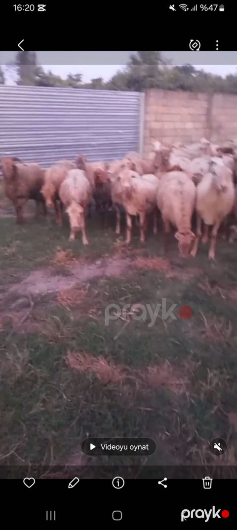 Qoyun sürüsü – ətlik və damazlıq üçün - Növ: yerli qoyunlar (yağlı — Oğuz