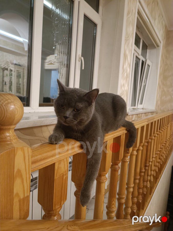 Britan, 1, Erkək, peyvəndli — Pişiklər (3)