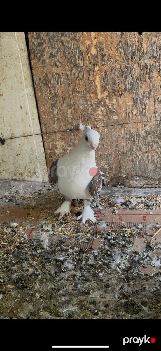 Göyərçinlər — Quşlar, Bakı (4)