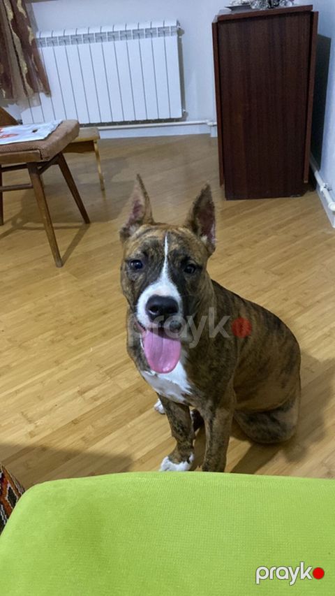 Pitbul, 6 ay, Dişi — Digah