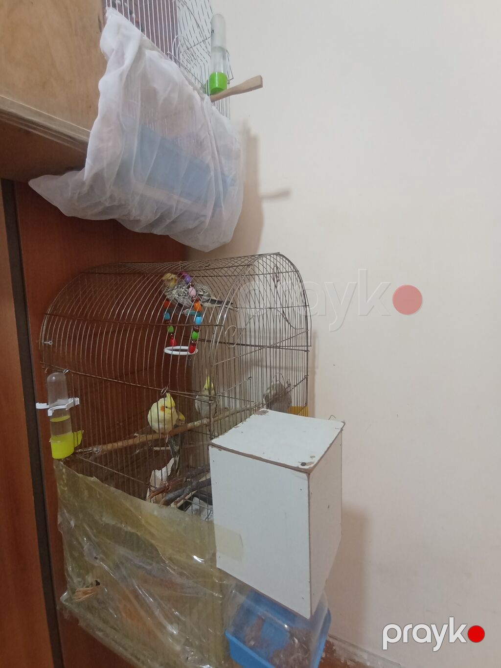 Iki ədəd qəfəs yem qablar su qablari ağılı yem qabı yuvaları qəfəs — Qəfəslər, Digah (2)