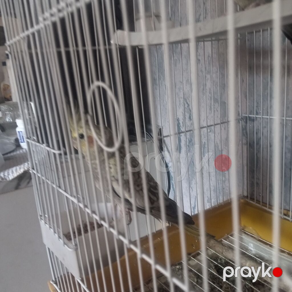 3ayliq Erkek karella qiymet sondu — Digərləri, Bakı (2)