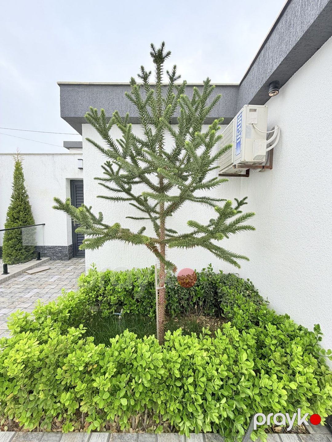 İcarəyə verilir 4 otaqlı həyət evi/bağ evi 280 m² — Ev, villa, Bakı (3)