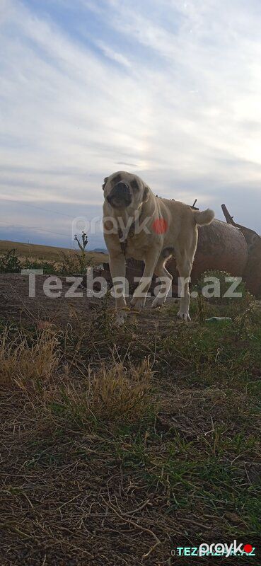 Çoban iti — Pişiklər, Qazax (6)