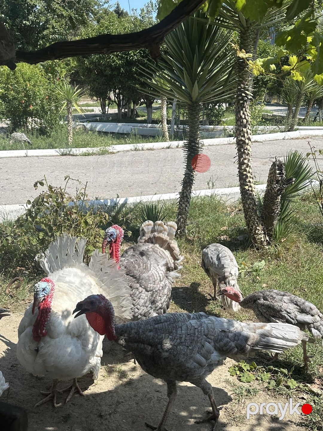 Hinduşka — Quşlar, Bakı (3)