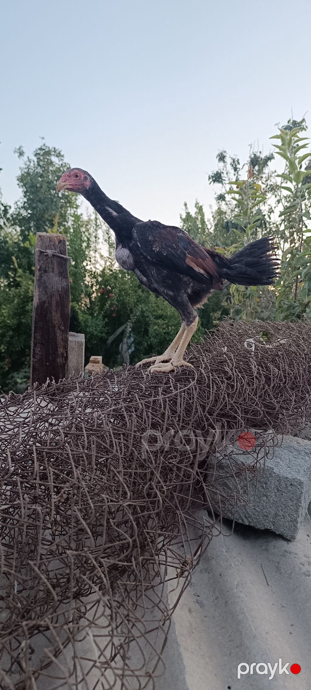 Heyratı becə tam saglam heyvandi 3 ayliq cinsi qani temiz heyvandi — Toyuq və xoruz, Mingəçevir (3)