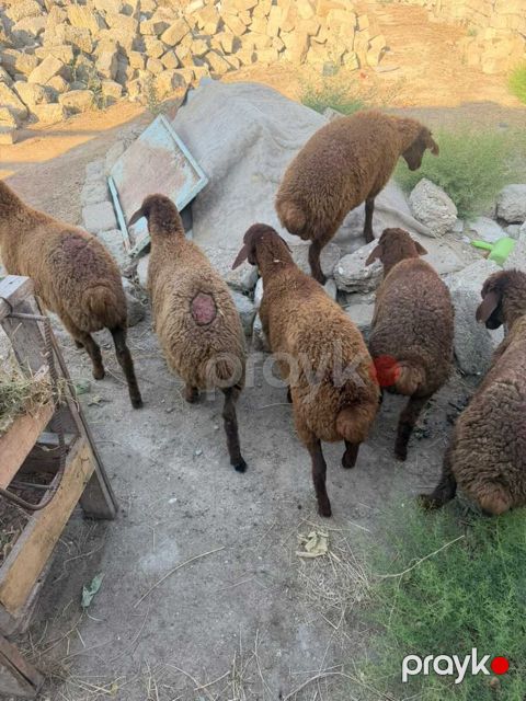 Quzular — Bakı
