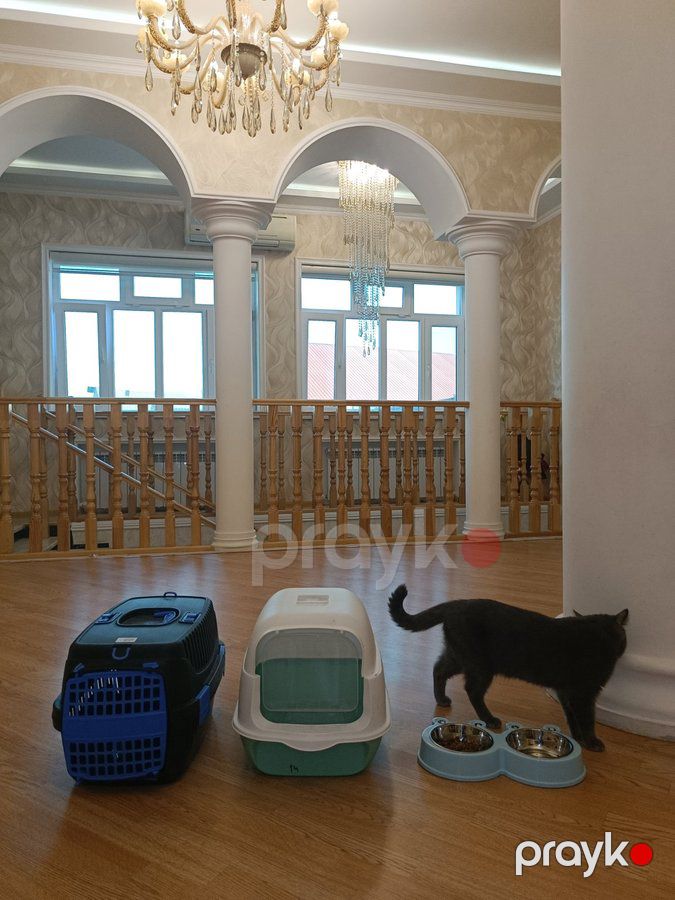 Britan, 1, Erkək, peyvəndli — Pişiklər (7)