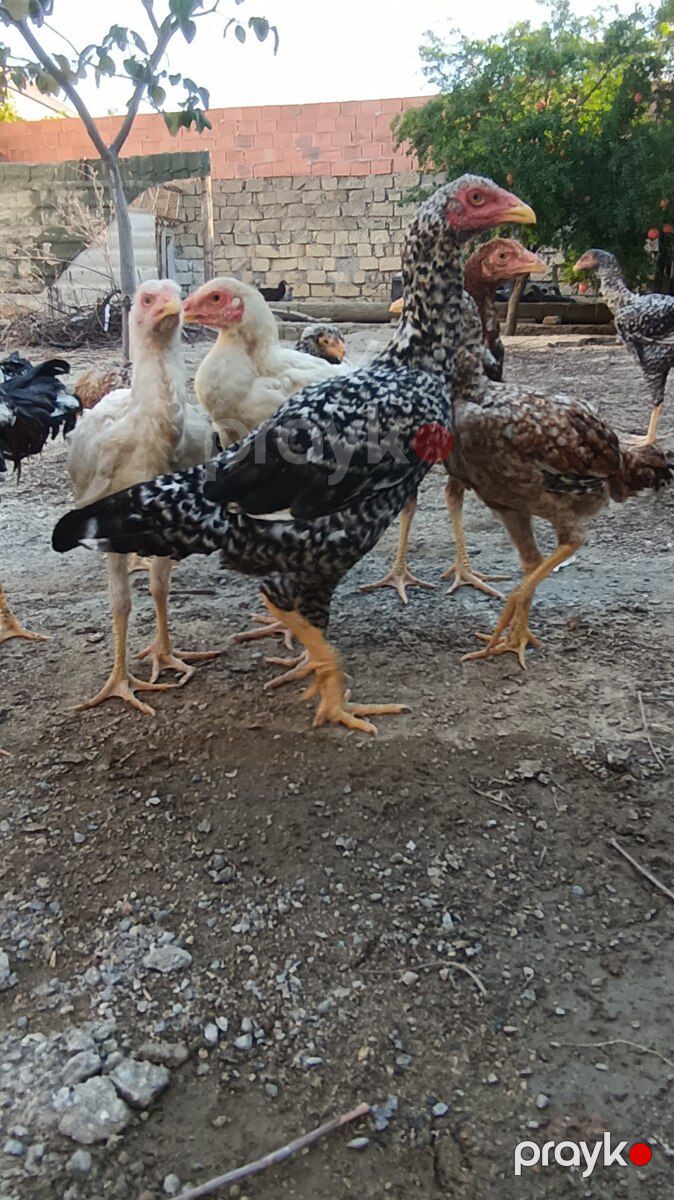 Heyratılar — Quşlar, Sumqayıt (10)