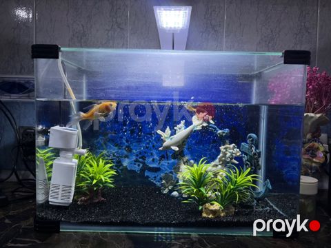 Akvarium və balıqlar — Bakı