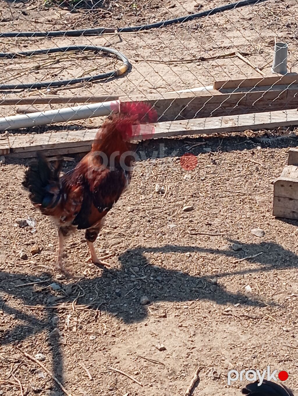 Toyuq, Damazlıq — Toyuq və xoruz, Digah (5)