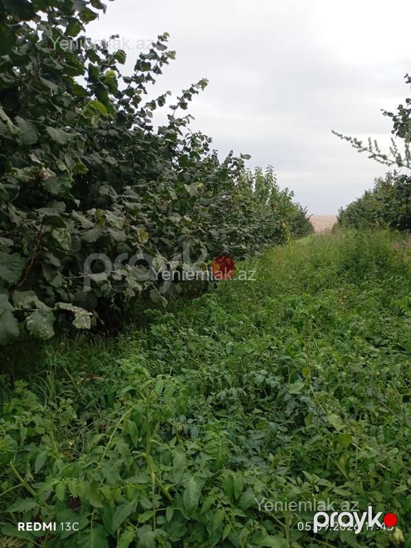 Satılır Torpaq sahəsi, 100 sot, Qusar — Torpaq, Qusar (7)
