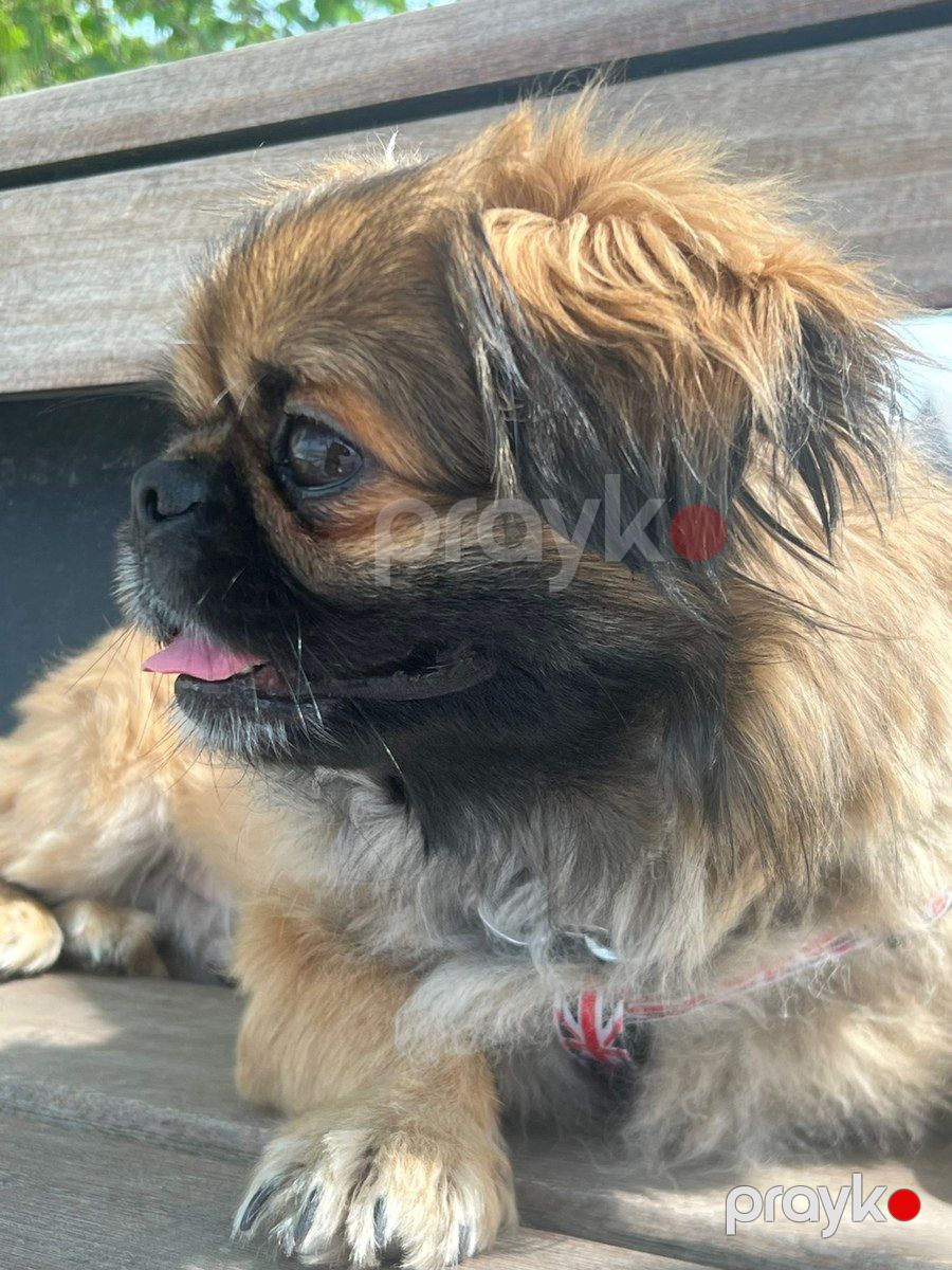 Pekines — Köpəklər, Bakı (2)