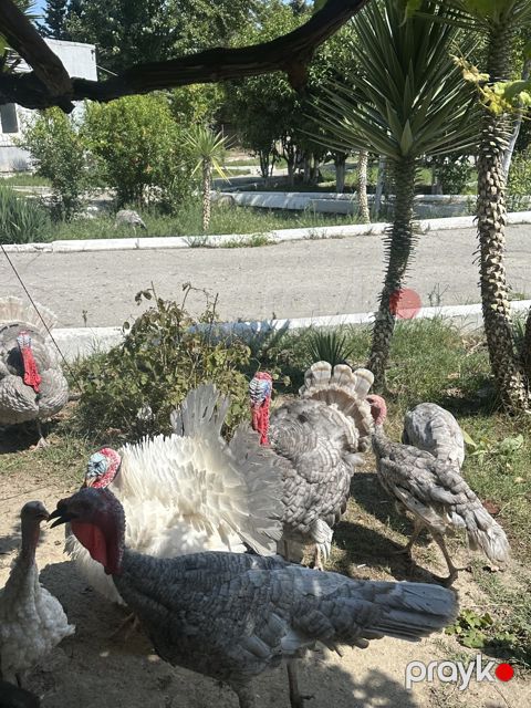 Hinduşka — Bakı