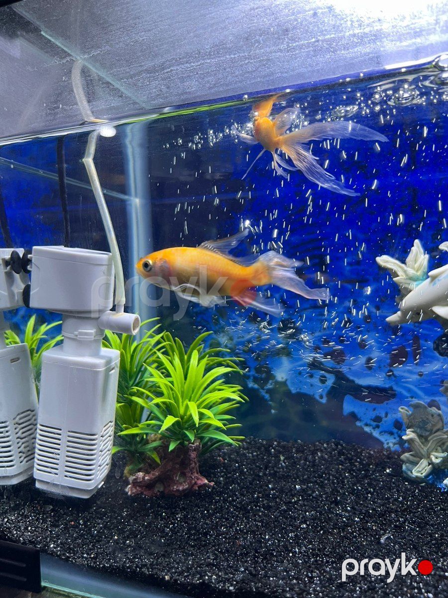 Akvarium və balıqlar — Akvariumlar və balıqlar, Bakı (4)