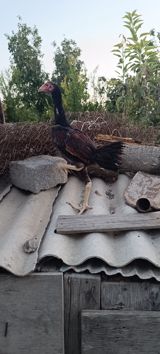 Heyratı becə tam saglam heyvandi 3 ayliq cinsi qani temiz heyvandi — Veteran