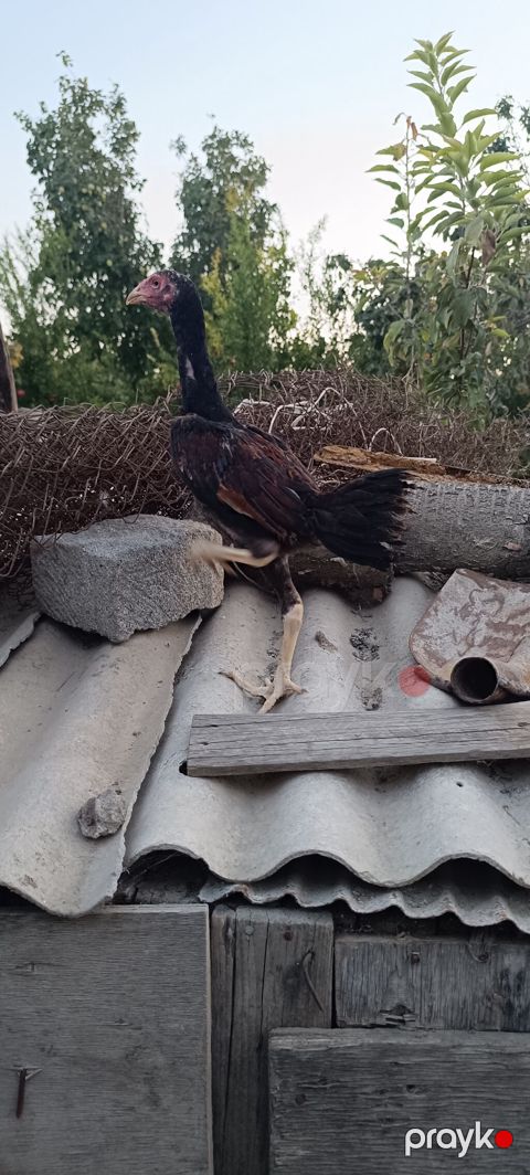 Heyratı becə tam saglam heyvandi 3 ayliq cinsi qani temiz heyvandi — Mingəçevir