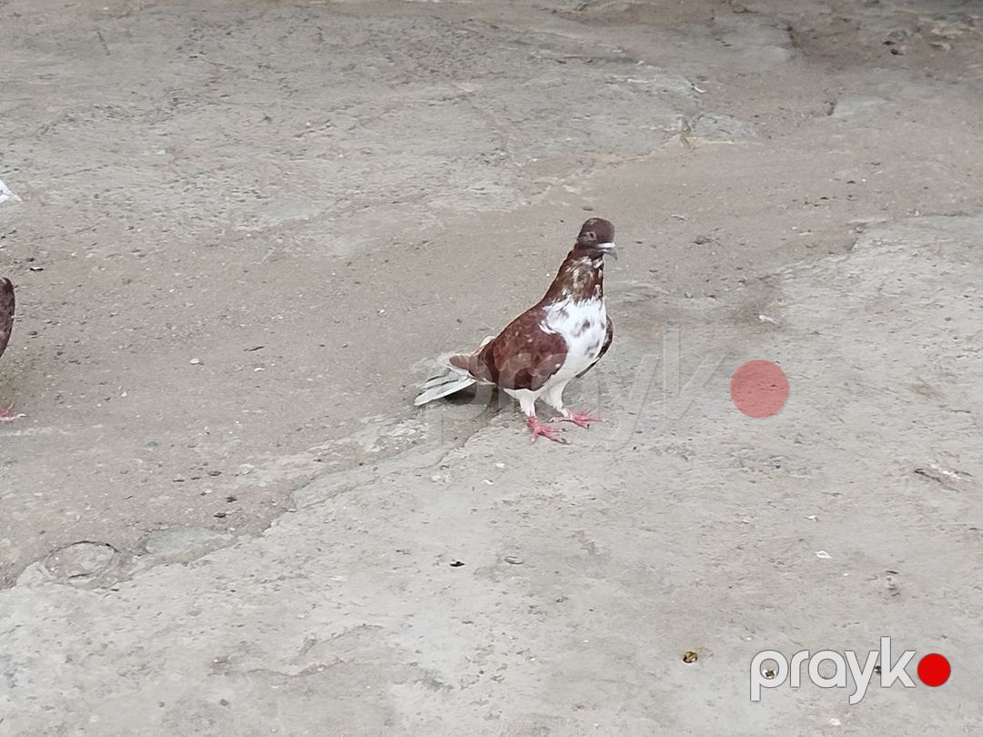 İran göyərçiniləri — Quşlar, Bakı (6)