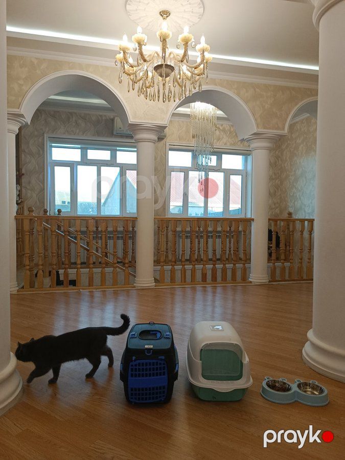Britan, 1, Erkək, peyvəndli — Pişiklər (6)