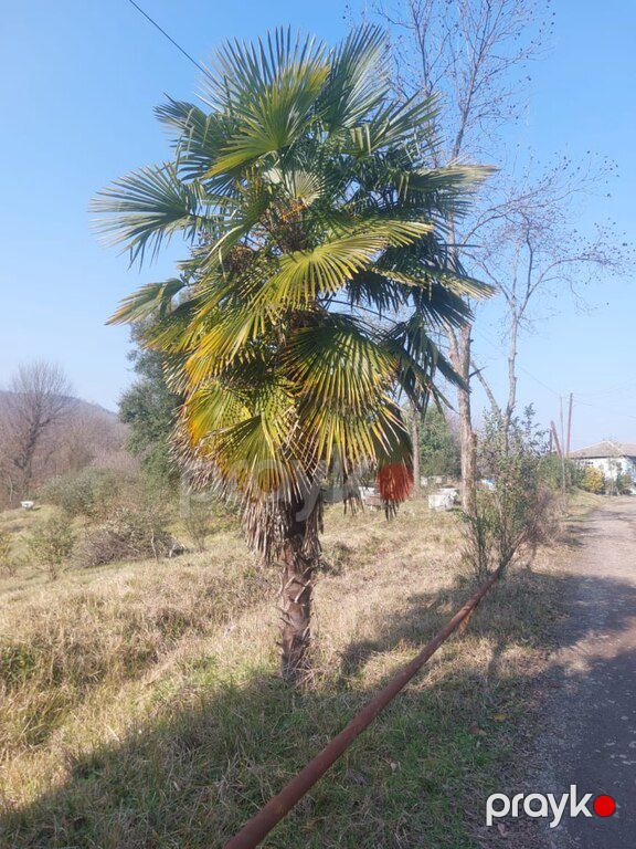"Palma, xurma" ağacları — Bitkilər, Bakı (3)