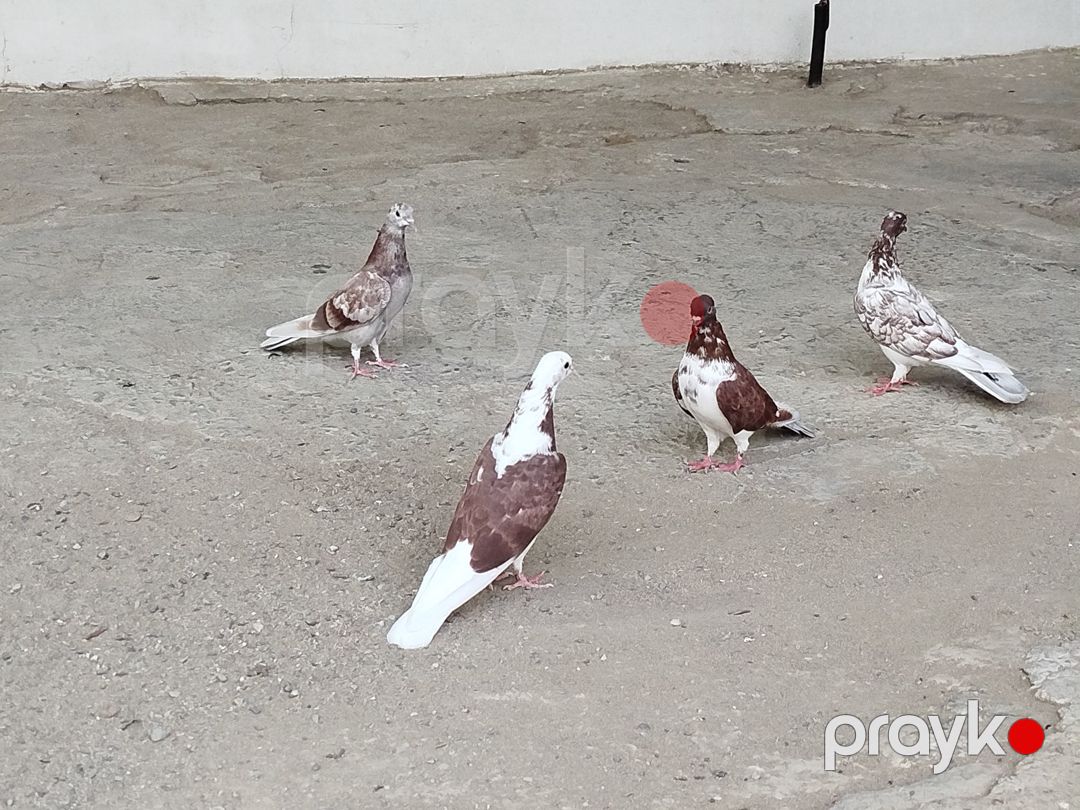 İran göyərçiniləri — Quşlar, Bakı (2)