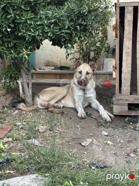 7 ay, Erkək, Peyvəndli — Digah