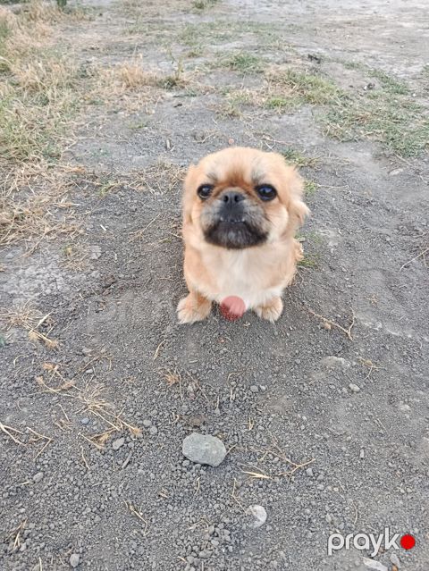 Pekines, 1 il, Dişi, Peyvəndli — Bakı
