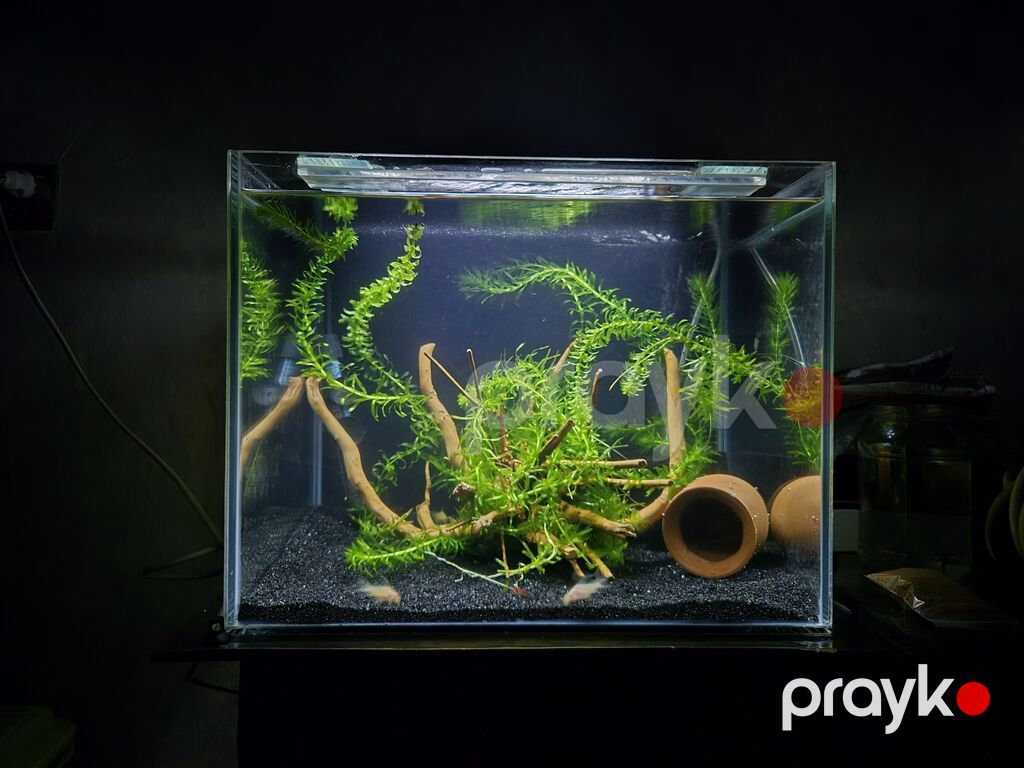 Dördbucaq akvarium, 60 l — Akvariumlar və balıqlar, Bakı (4)