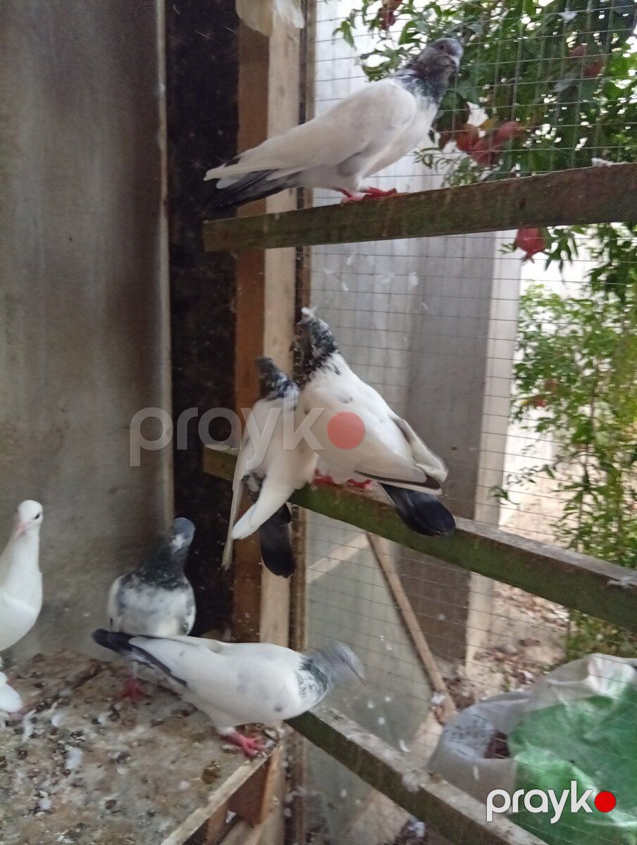 Göyərçinlər — Quşlar, Bakı (7)