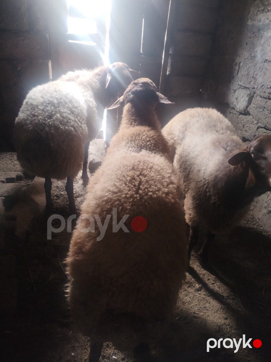 Qoçlar — Kənd təsərrüfatı heyvanları, Bakı (2)