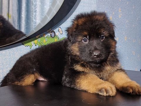 Alman çoban iti, 2 ay, Erkək — 1 200 ₼ · Saray · Köpəklər Alman çoban iti, 2 ay, Erkək — Saray