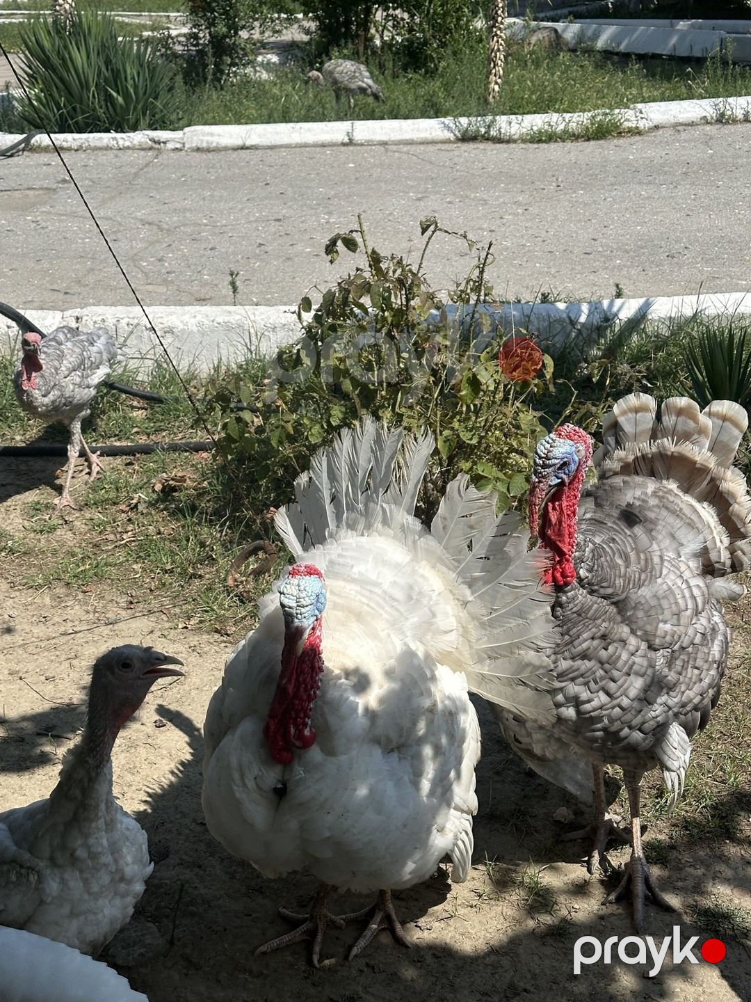 Hinduşka — Quşlar, Bakı (2)