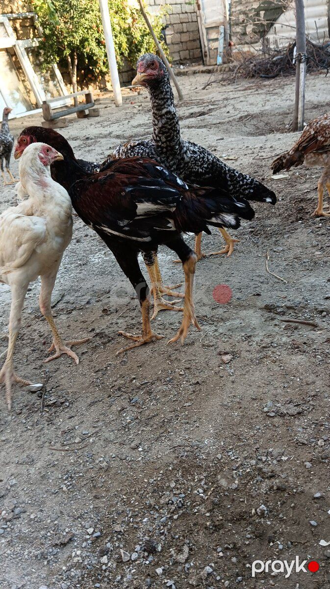 Heyratılar — Quşlar, Sumqayıt (9)