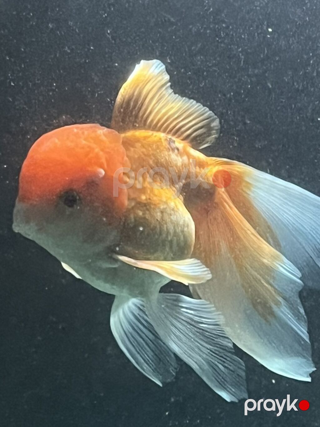 Oranda, Sülhsevər — Akvariumlar və balıqlar, Bakı (4)
