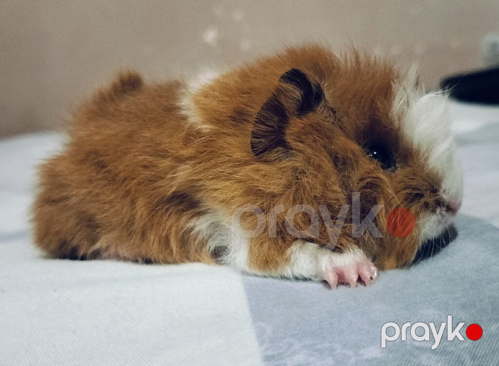 Ev heyvanı – Qvineya donuzu (shiba, peruvian guinea pig) - Cins: Uzun — Kənd təsərrüfatı heyvanları, Bakı (4)