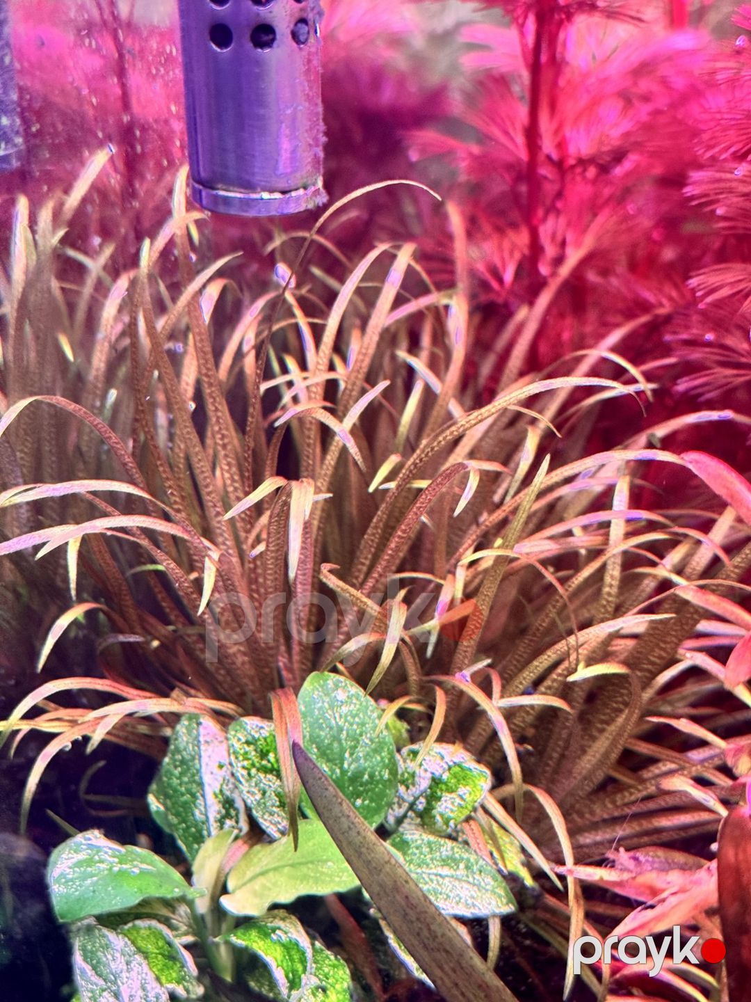 Akvarium bitkiləri — Akvariumlar və balıqlar, Bakı (5)