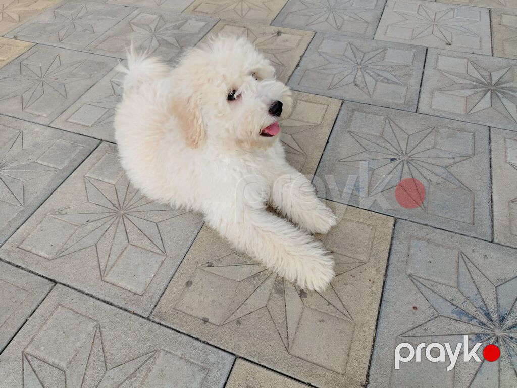 Pudel, 4 ay, Dişi, Peyvəndli, Rayonlara çatdırılma — Köpəklər, Gəncə (2)