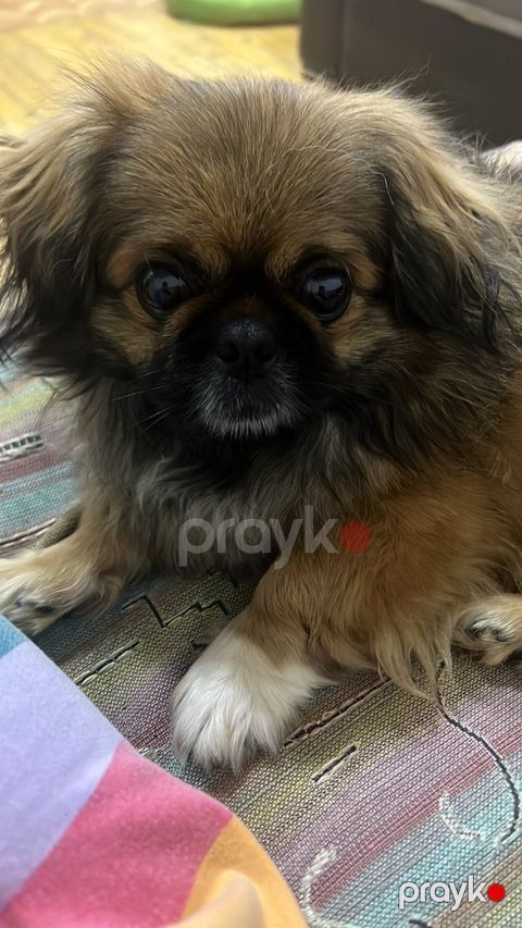 Pekines — Bakı